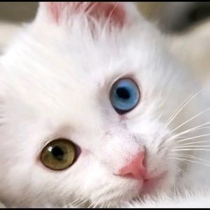 Meet your Posher, Jodi